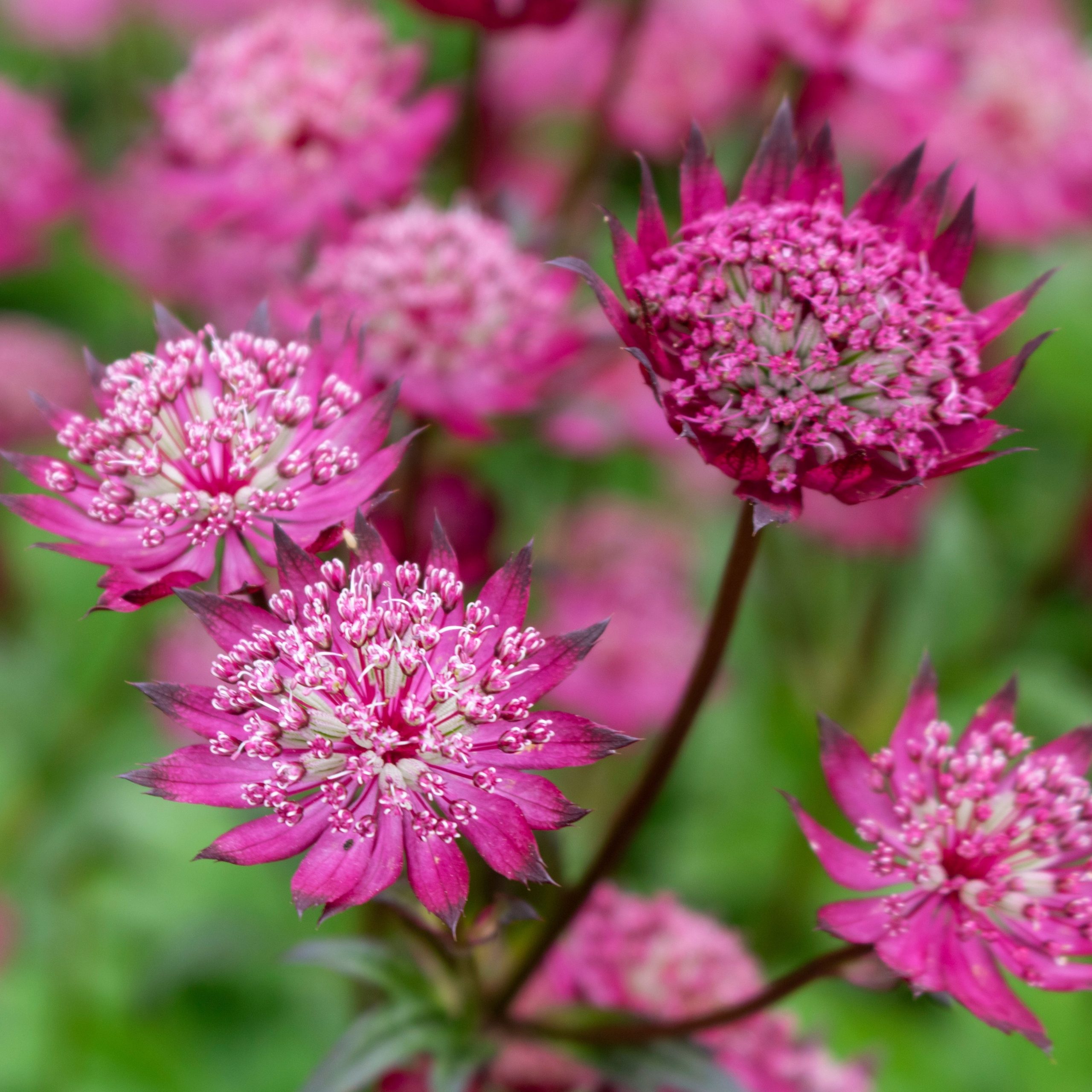 Астранция крупная (Astrantia major) Rubra • ЦВЕТЫ и КУСТЫ